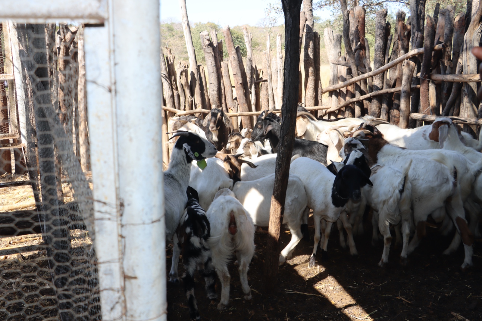 Lupane Field Day